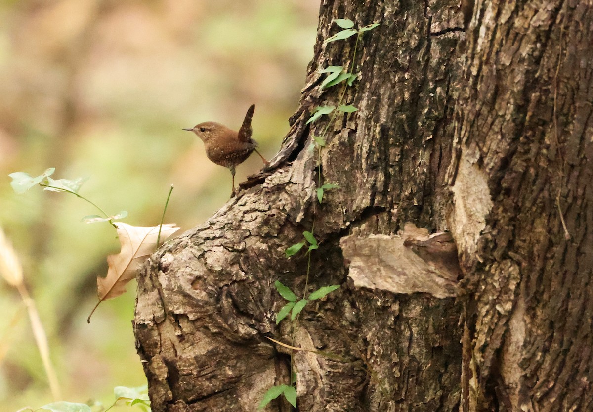 Winter Wren - ML644141831