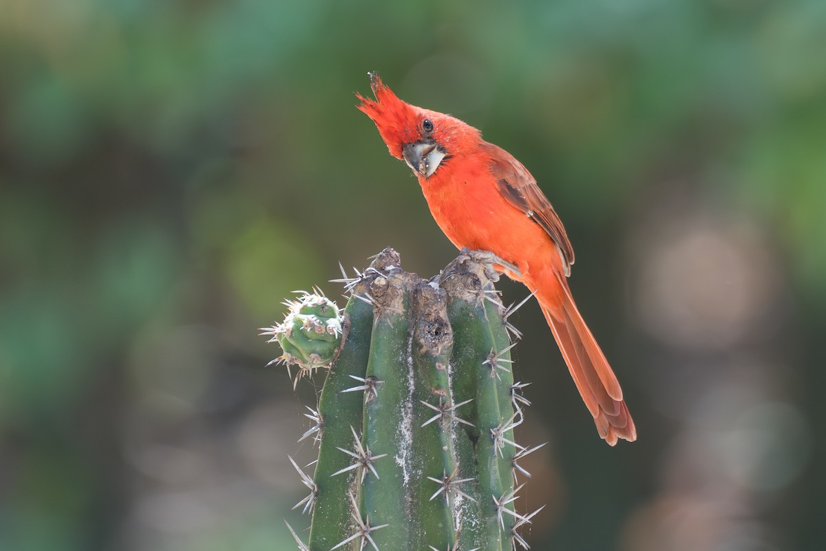 Vermilion Cardinal - ML644141832