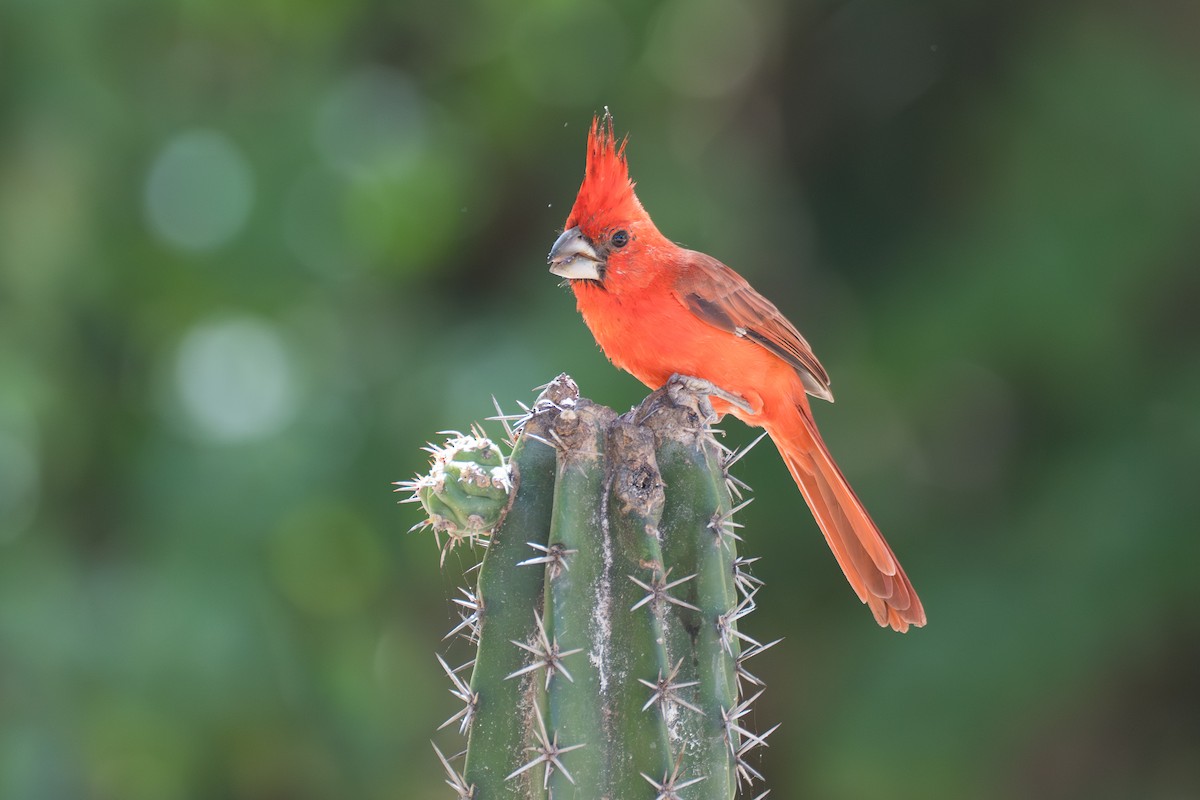 Vermilion Cardinal - ML644141833