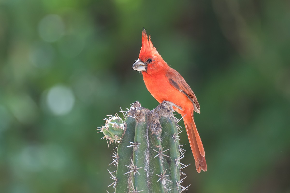 Vermilion Cardinal - ML644141834