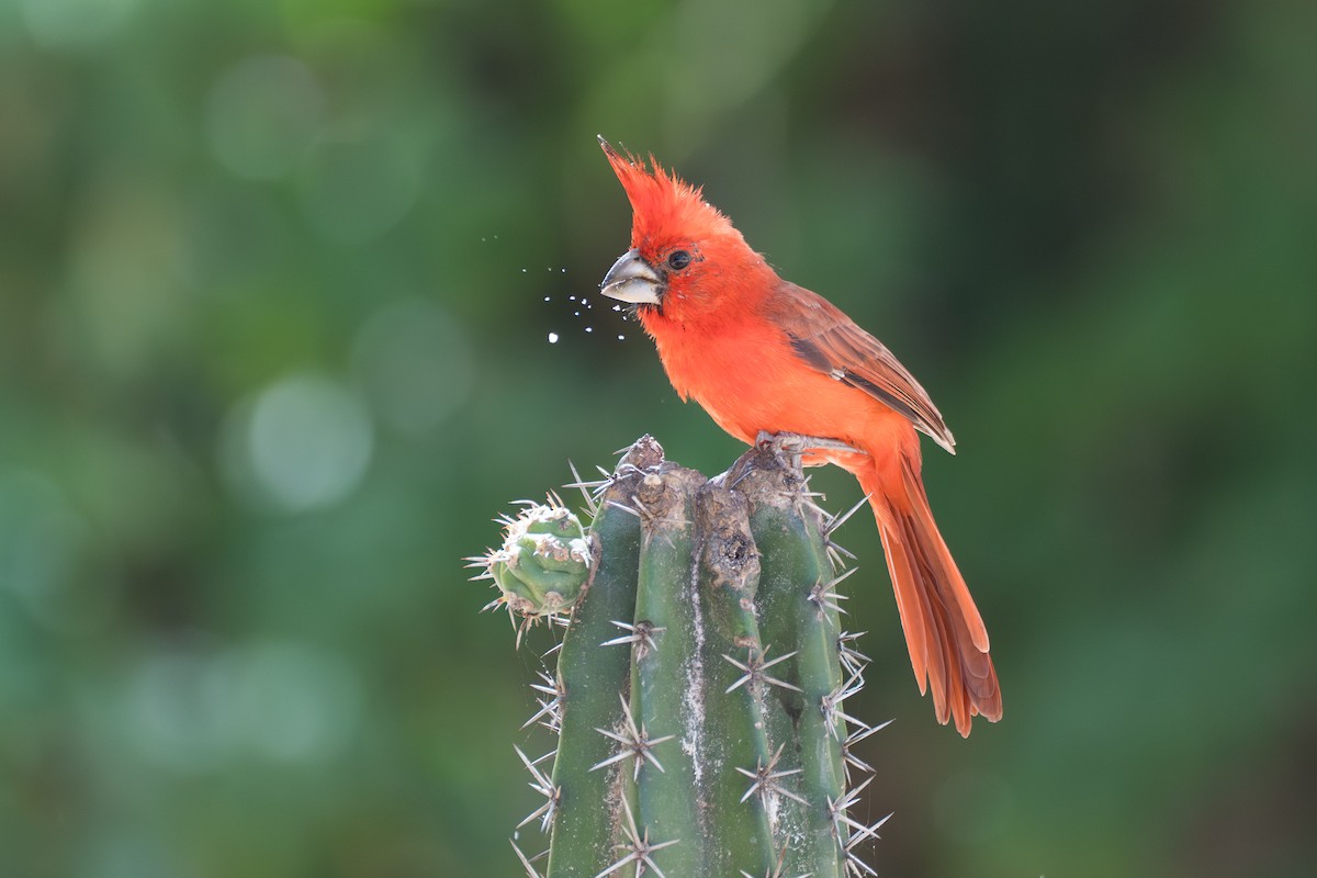 Vermilion Cardinal - ML644141835