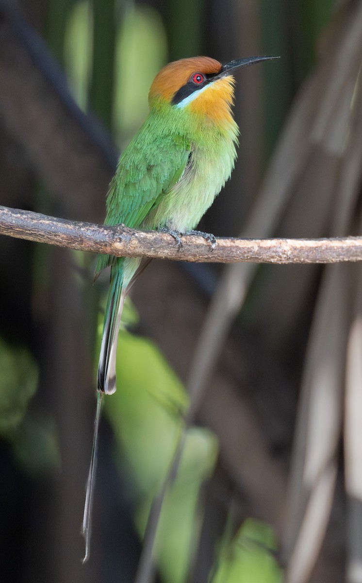Böhm's Bee-eater - ML644141842