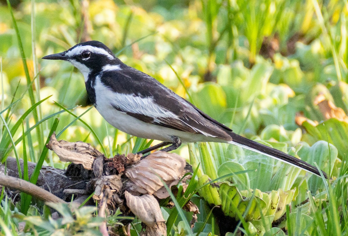 African Pied Wagtail - ML644141851