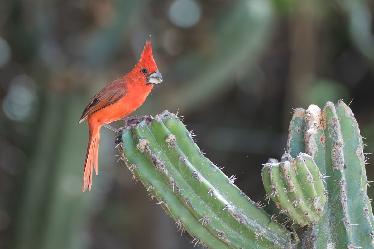 Vermilion Cardinal - ML644141854