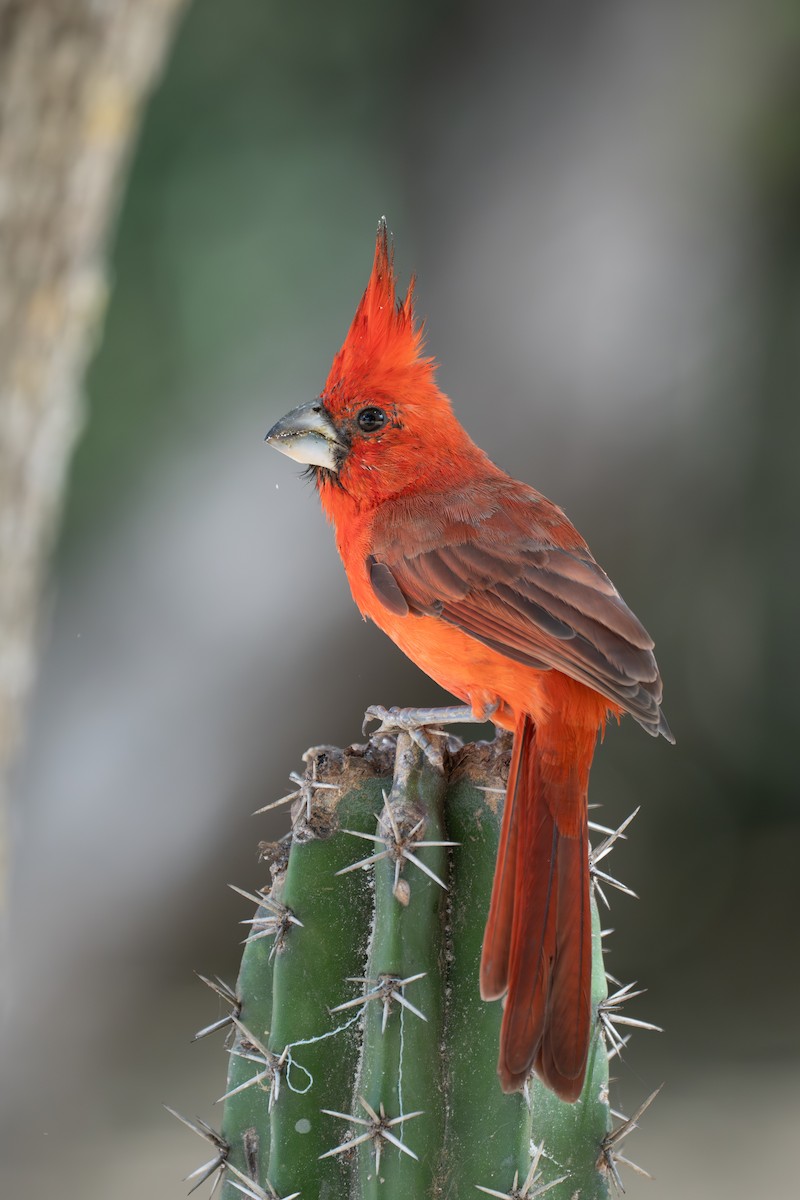Vermilion Cardinal - ML644141855