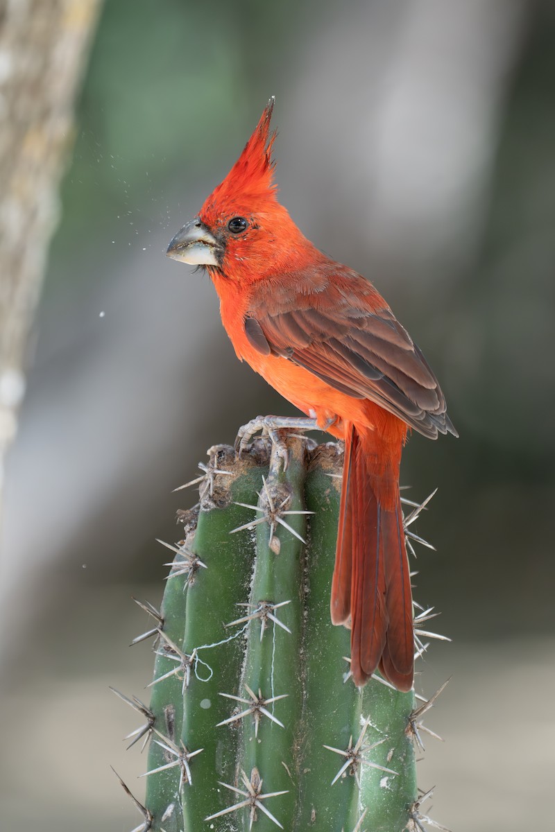 Vermilion Cardinal - ML644141856