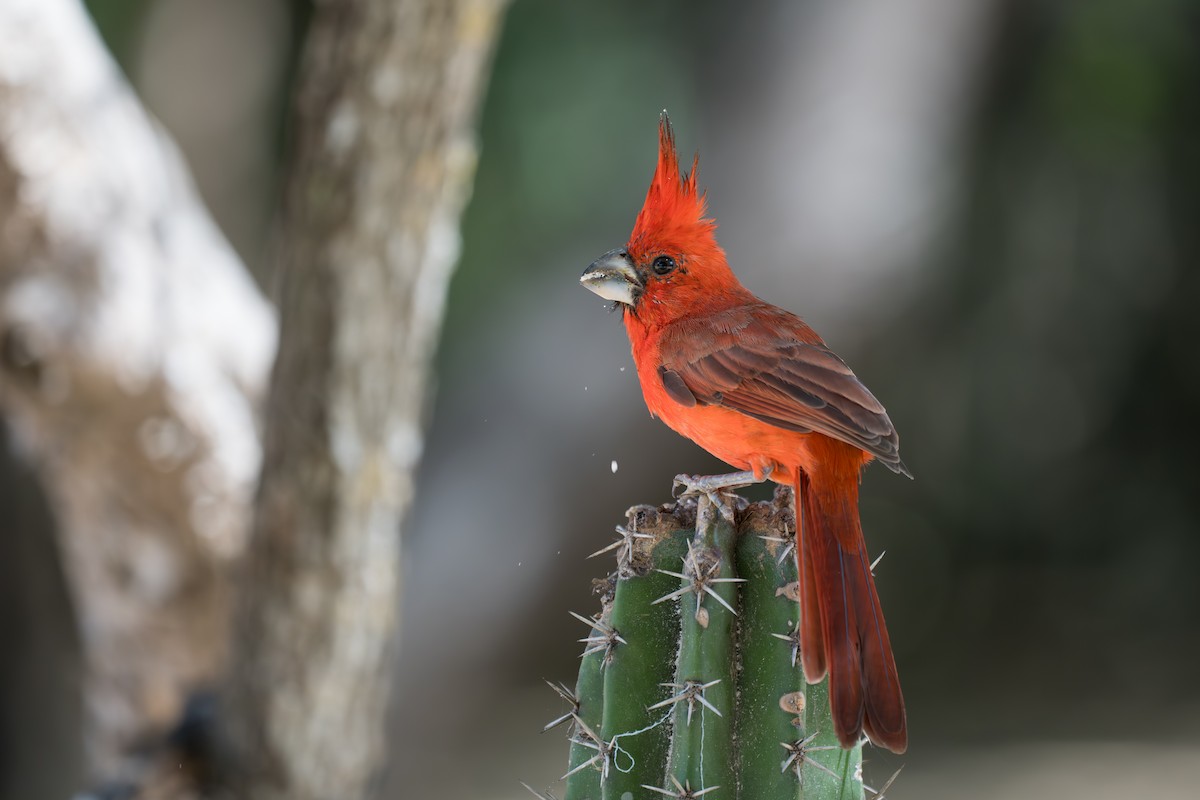 Vermilion Cardinal - ML644141857