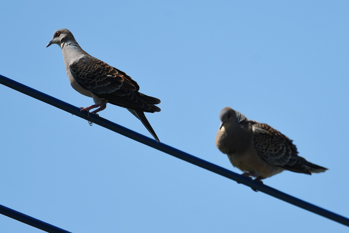 Oriental Turtle-Dove - ML644141860