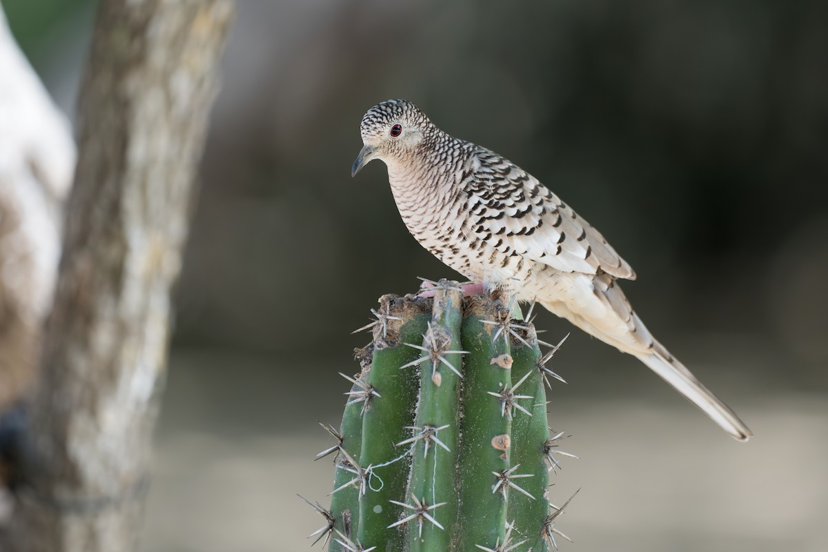 Scaled Dove - ML644141862