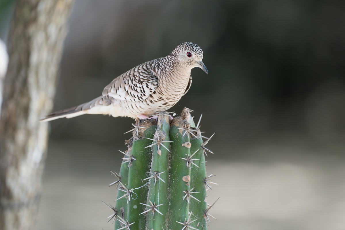 Scaled Dove - ML644141863