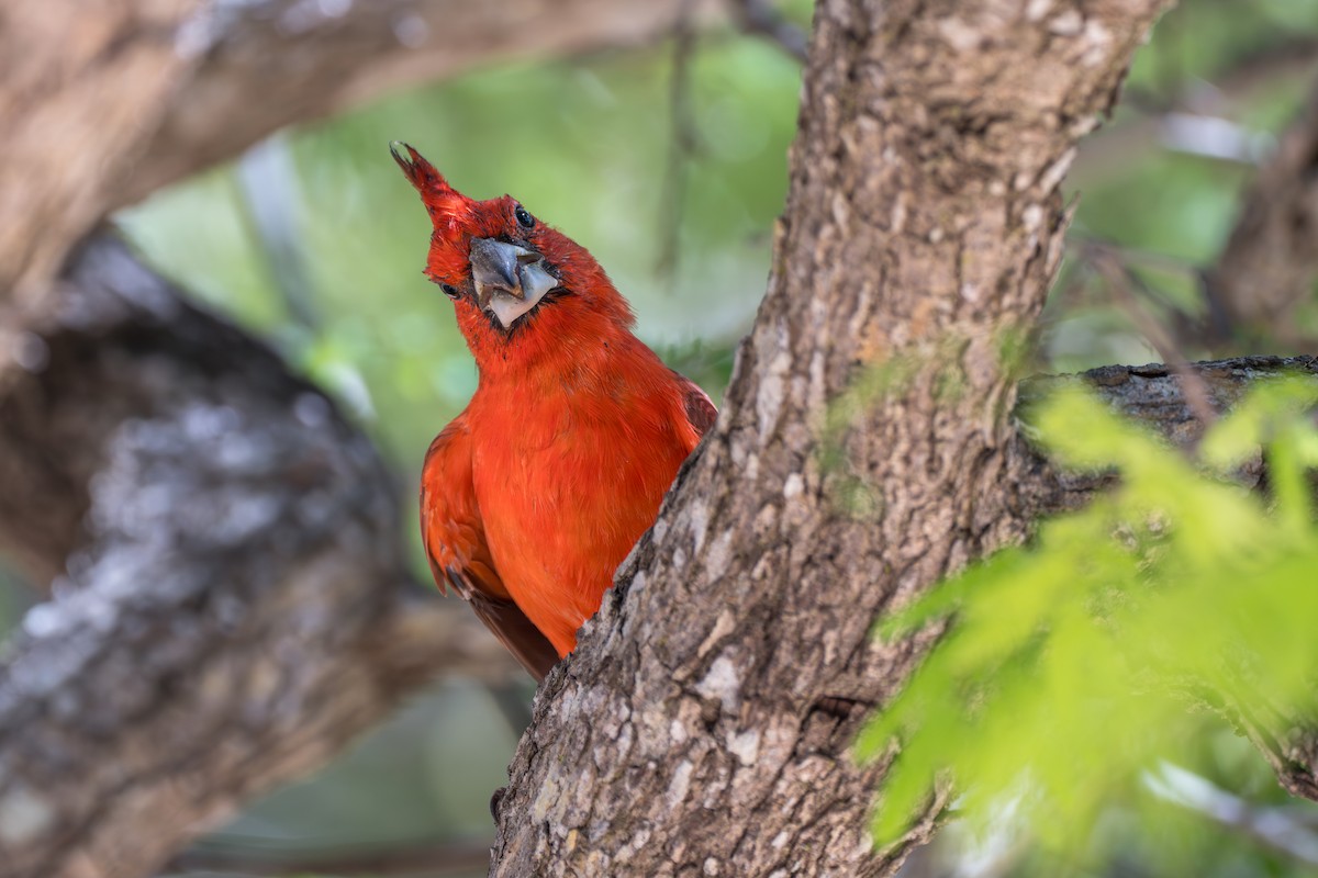Vermilion Cardinal - ML644141866