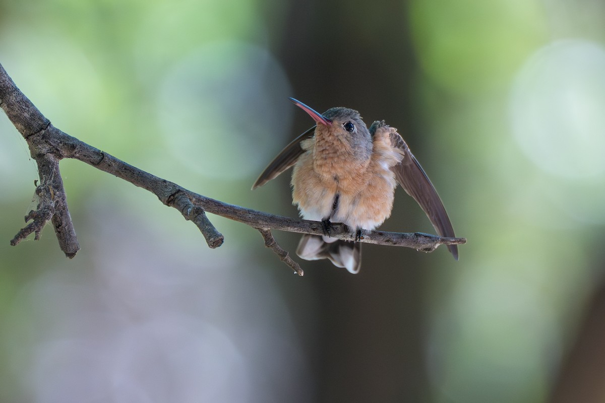 ferskenkolibri - ML644141872