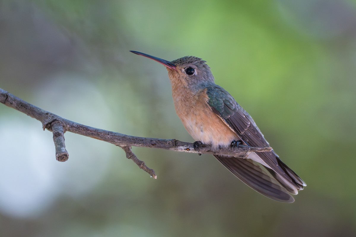 ferskenkolibri - ML644141877