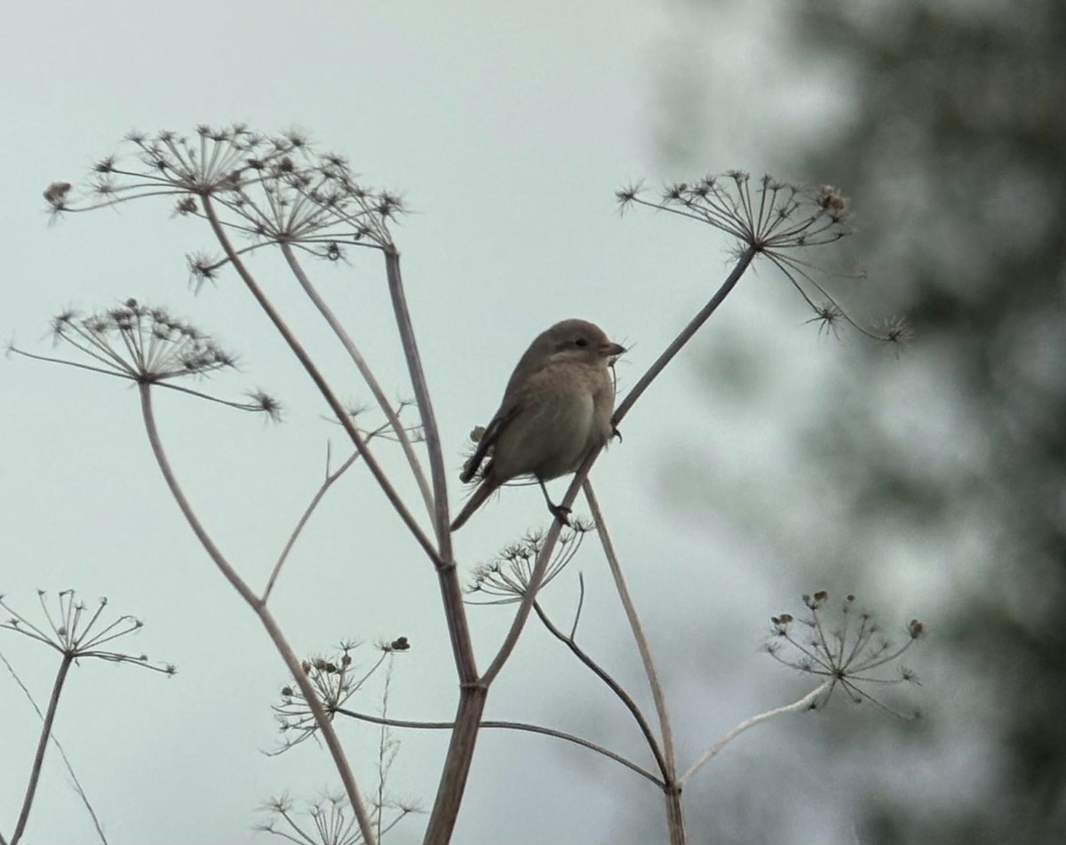 Red-tailed/Isabelline Shrike - ML644141880