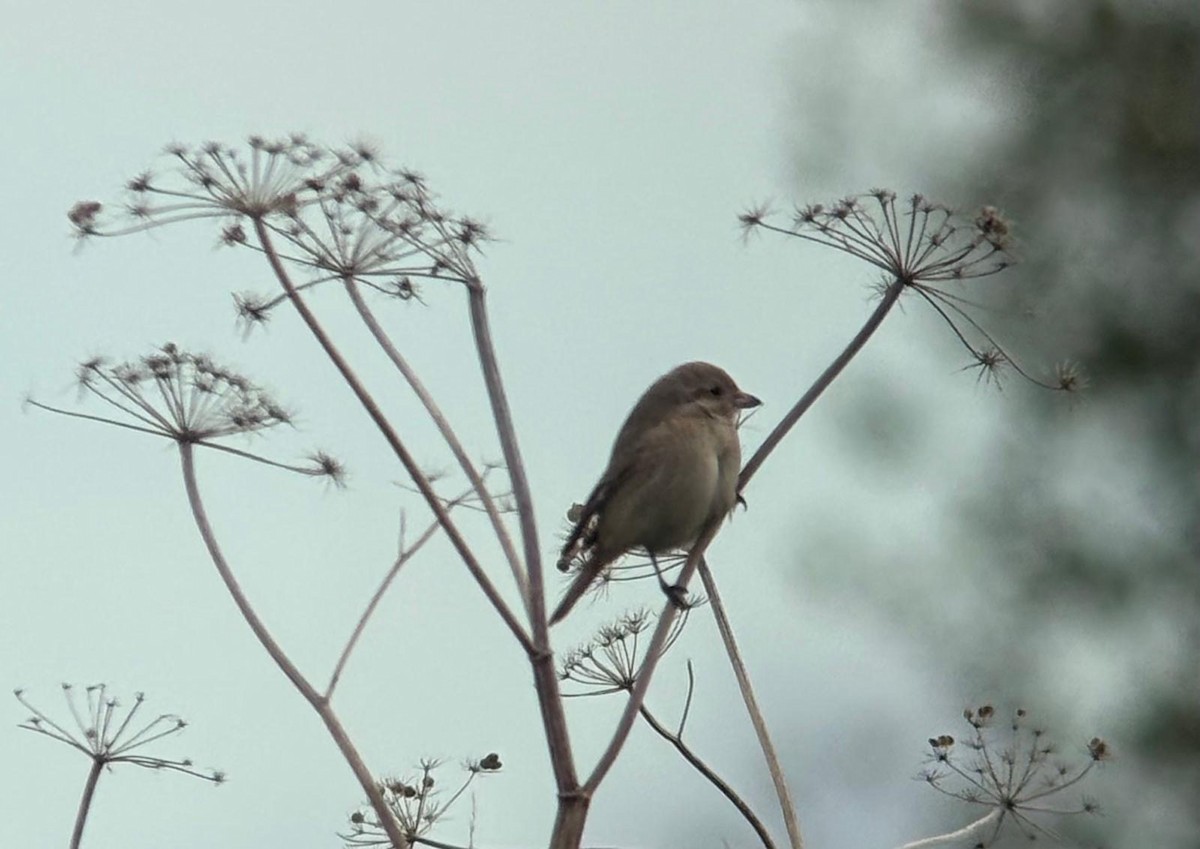 Red-tailed/Isabelline Shrike - ML644141881