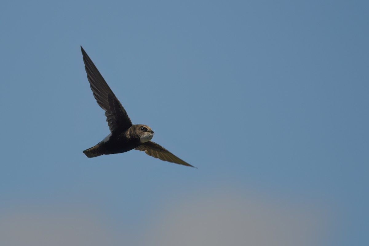 Little Swift - ML644141898