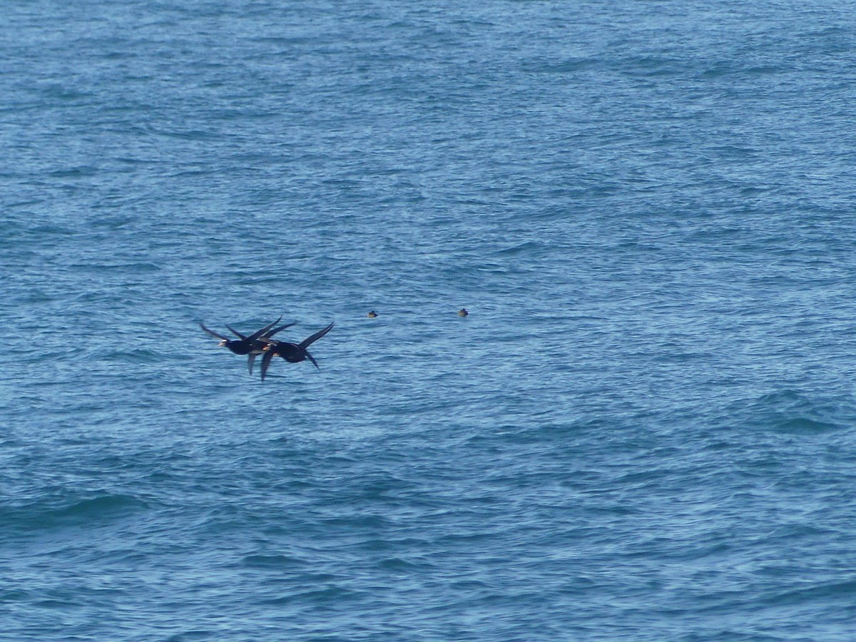 Турпан білолобий - ML644141915