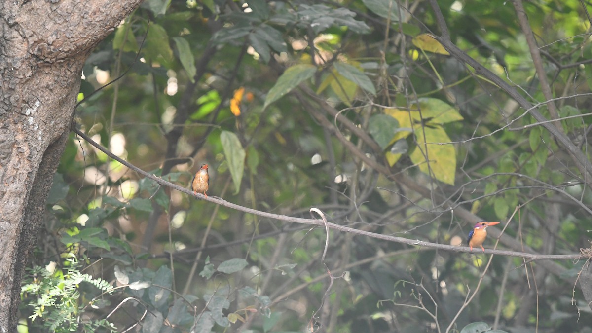 African Pygmy Kingfisher - ML644141917