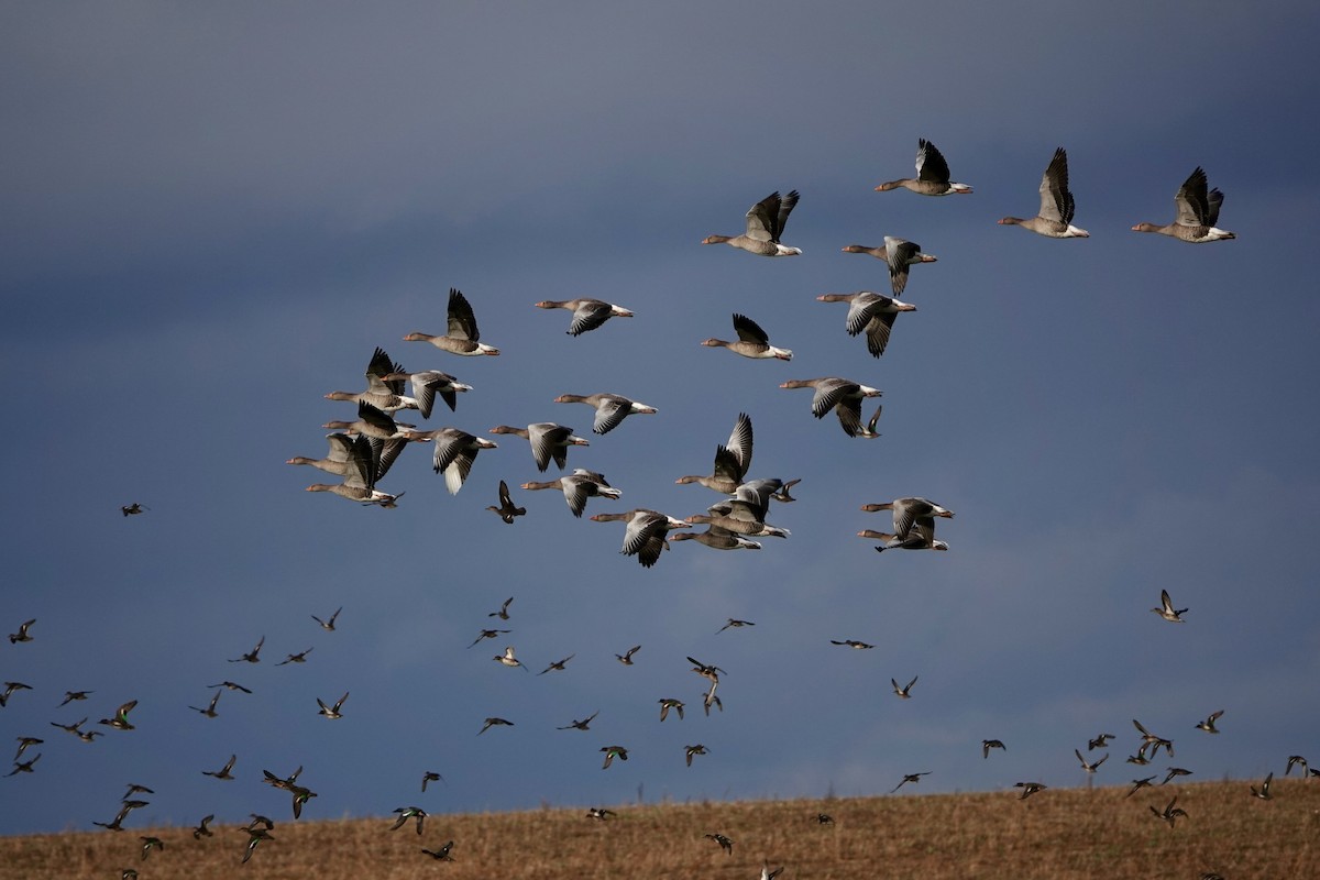 Graylag Goose - ML644141920