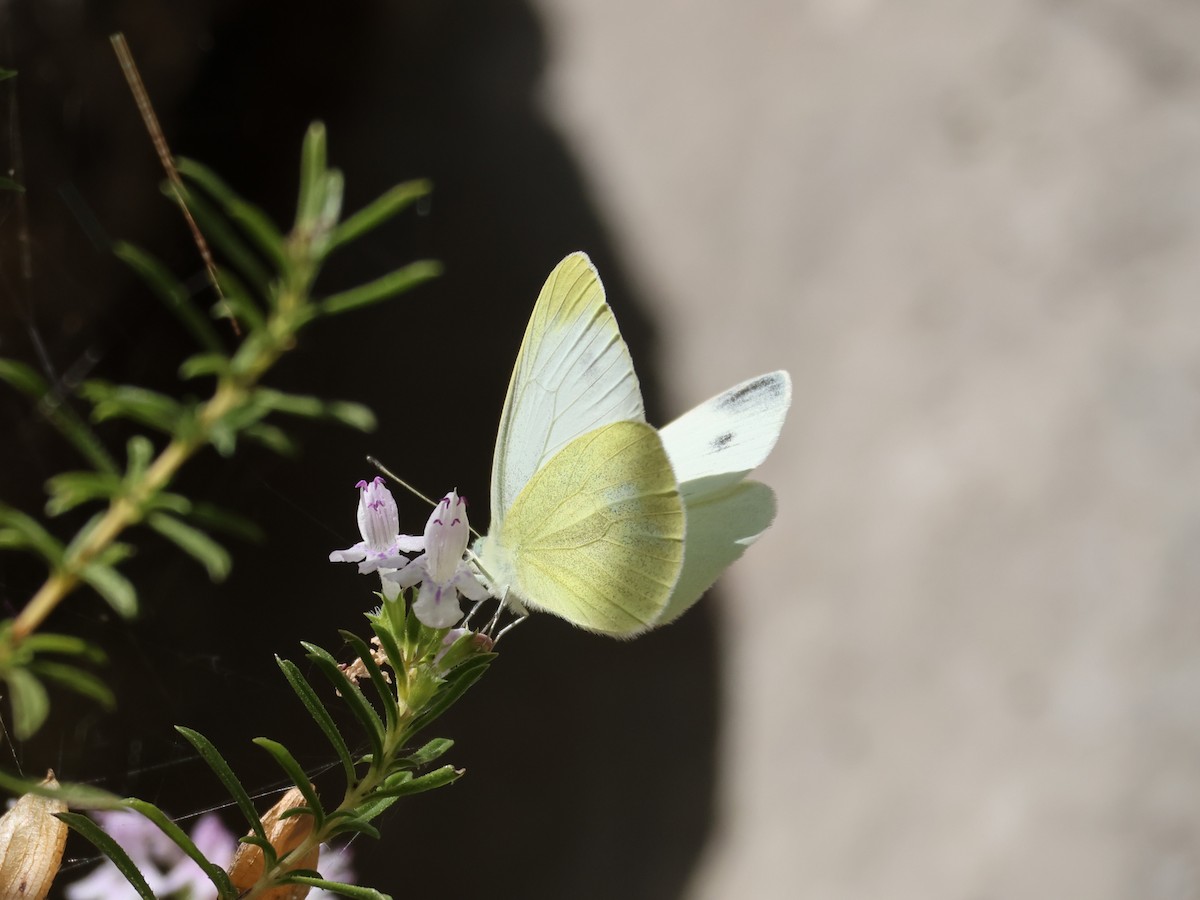 Mountain Small White - ML644141922