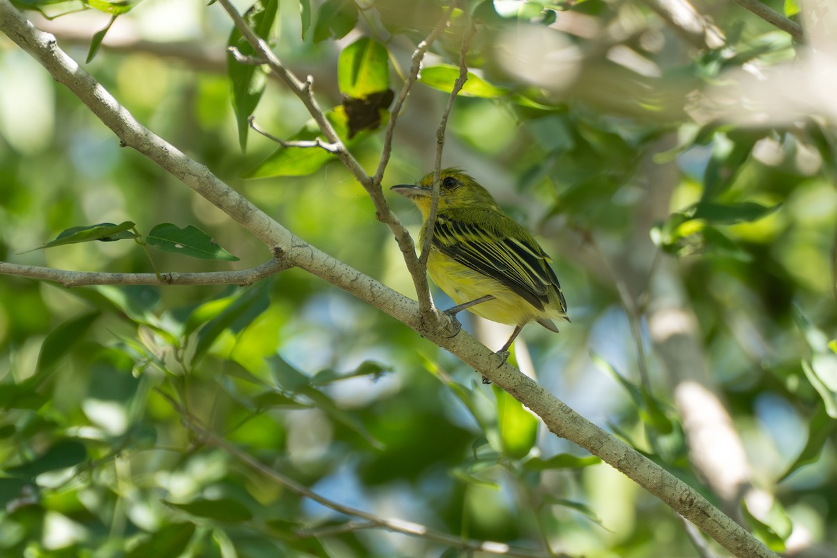 Ochre-lored Flatbill - ML644141923