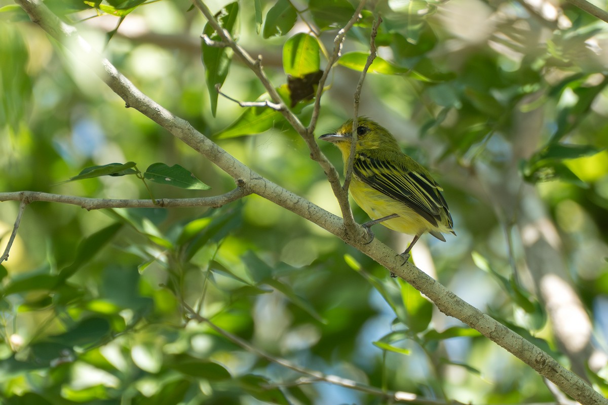 Ochre-lored Flatbill - ML644141924