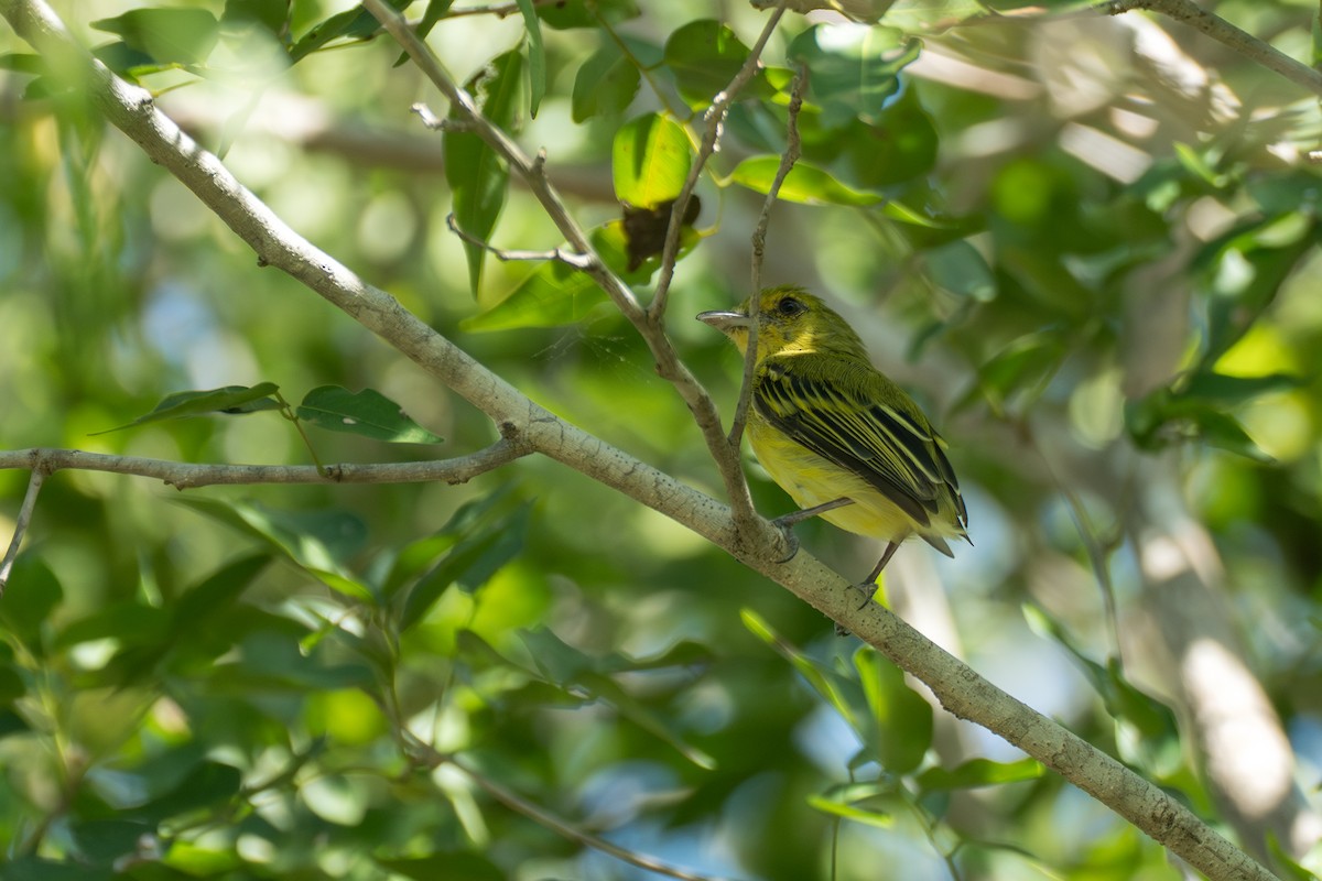 Ochre-lored Flatbill - ML644141925