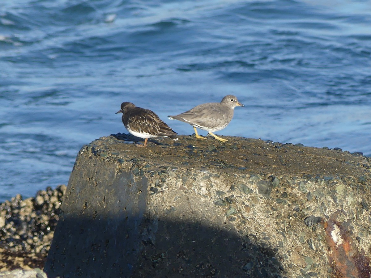 Побережник американський - ML644141935