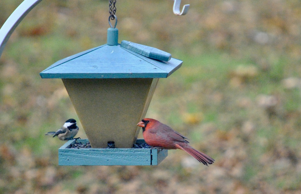 Northern Cardinal - ML644141939