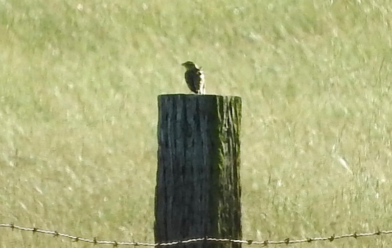 Bobolink - ML644141941