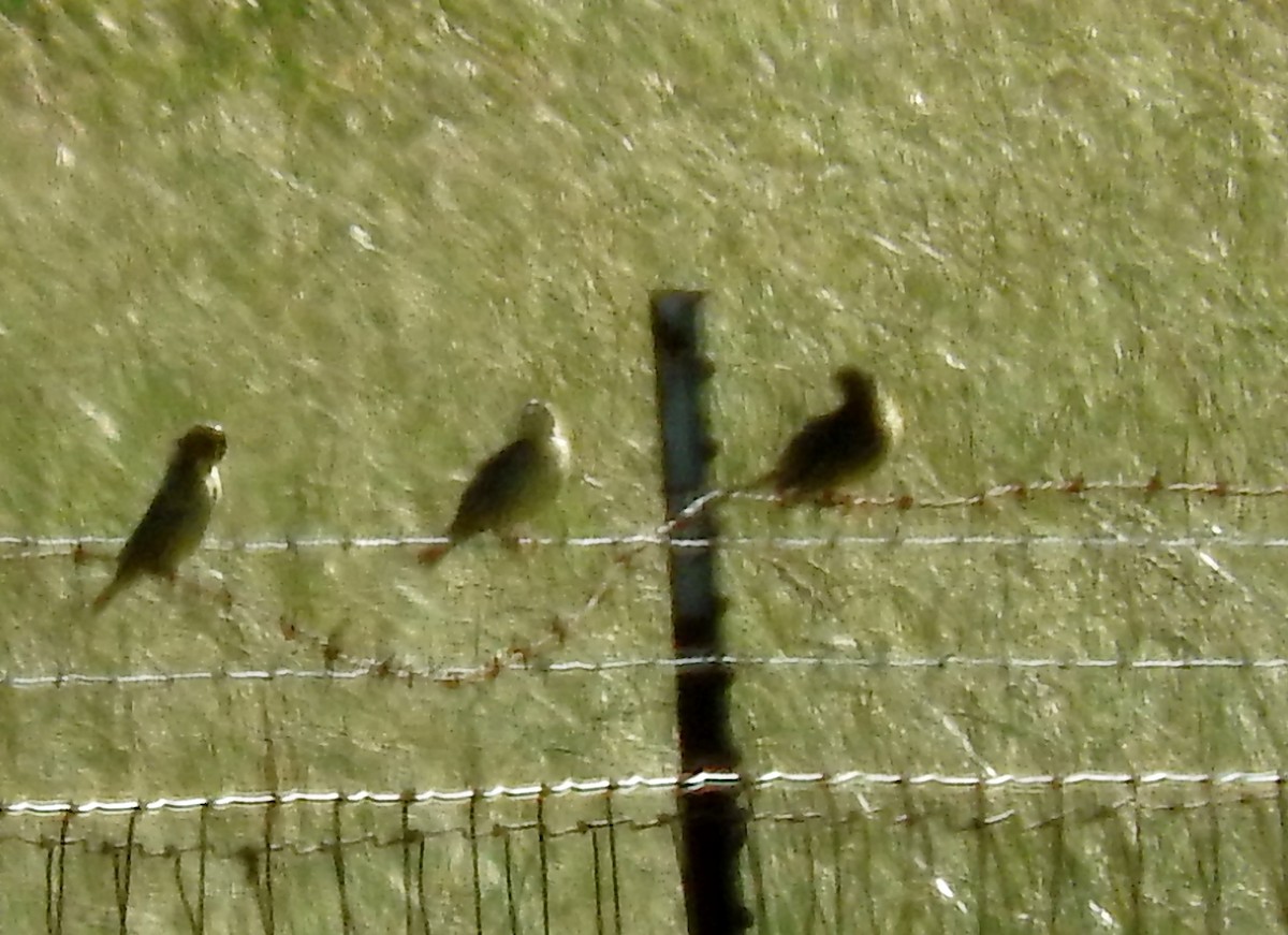 Bobolink - ML644141942