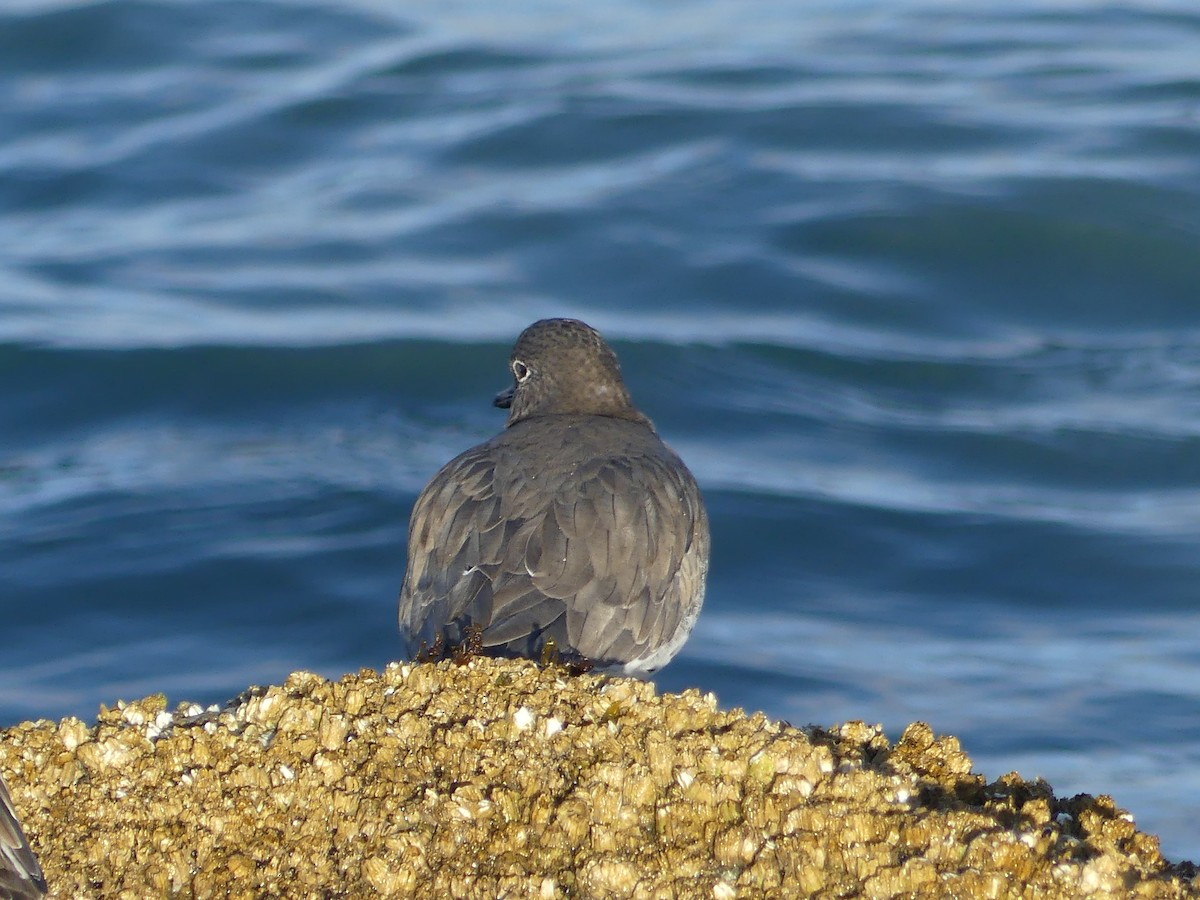 Побережник американський - ML644141945