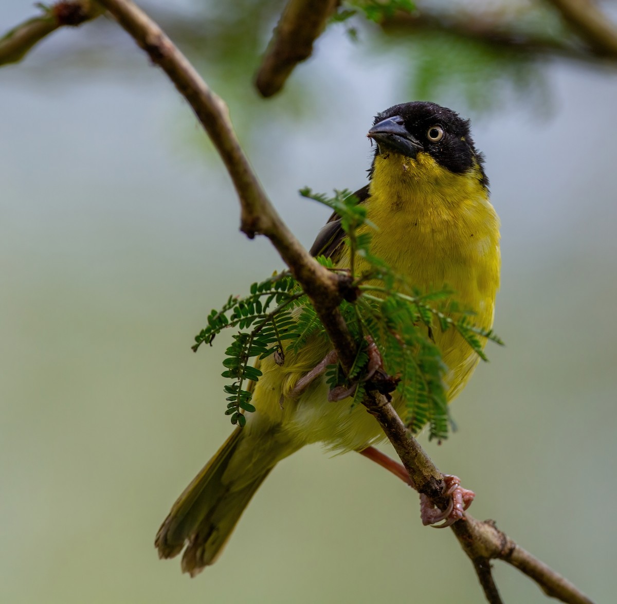 Tejedor Baglafecht - ML644141946