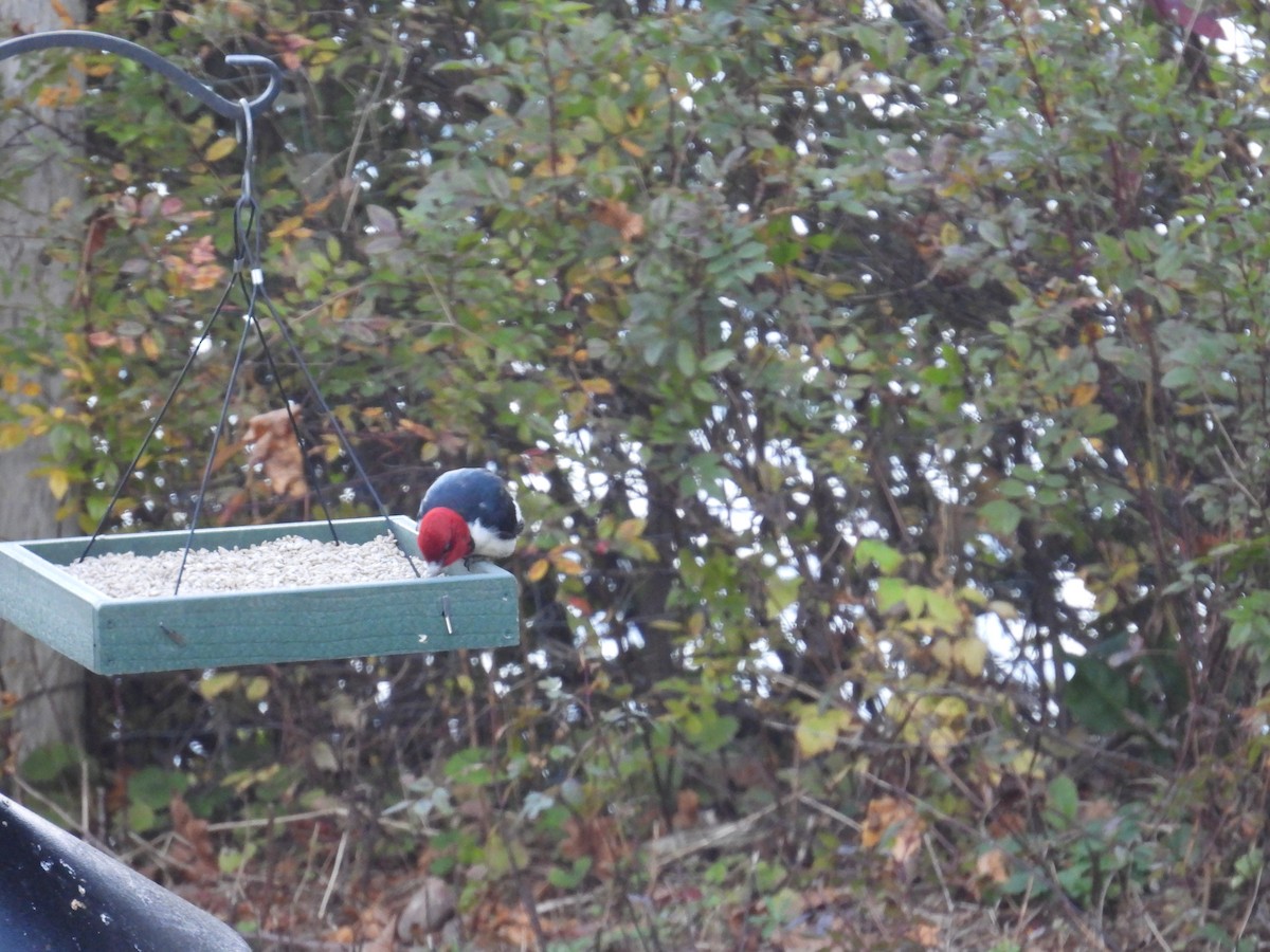 Red-headed Woodpecker - ML644141962