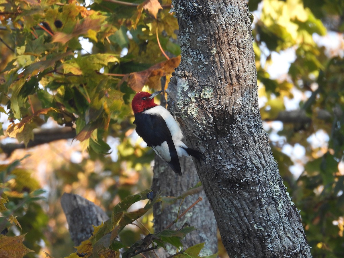 Red-headed Woodpecker - ML644141963