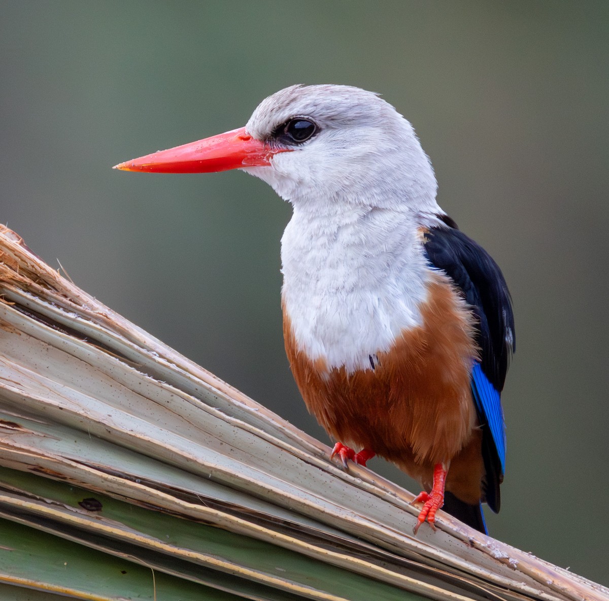 Alción Cabeciblanco - ML644141967