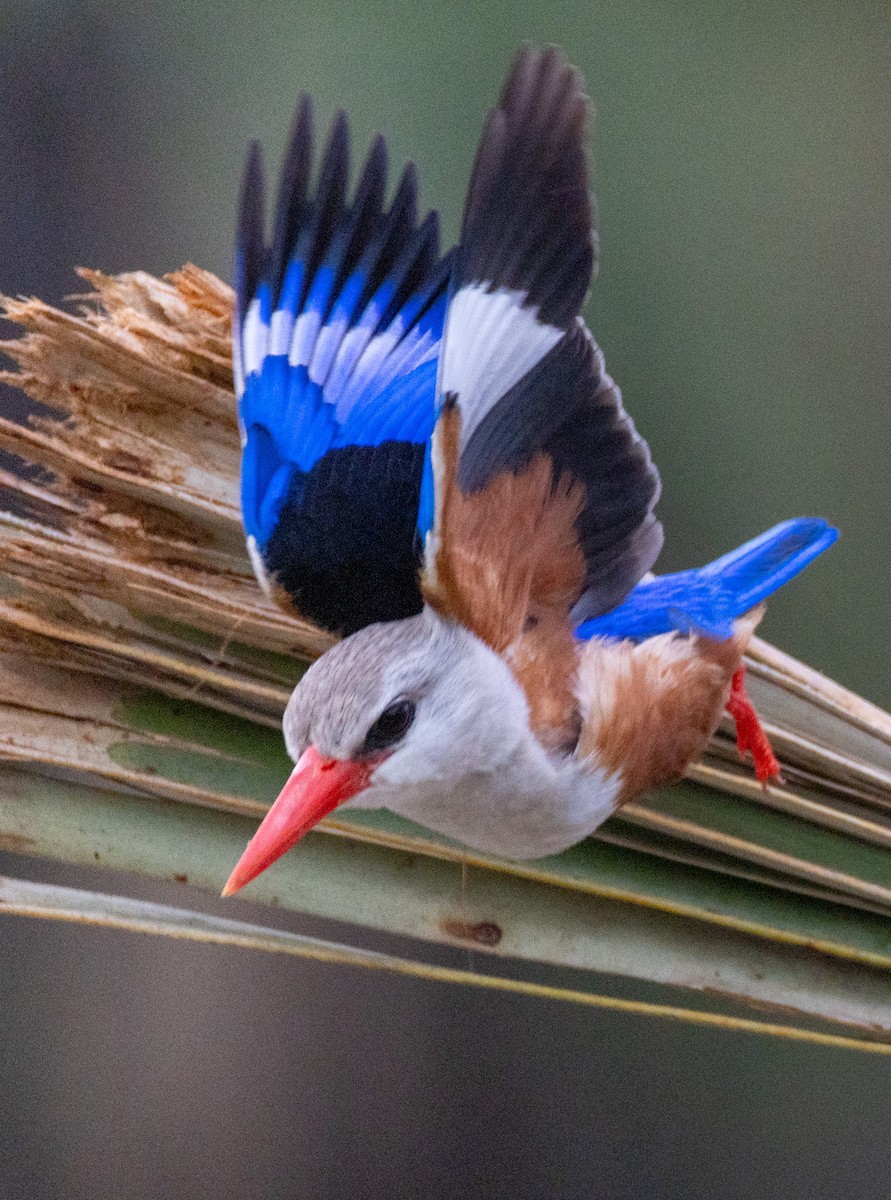 Alción Cabeciblanco - ML644141968