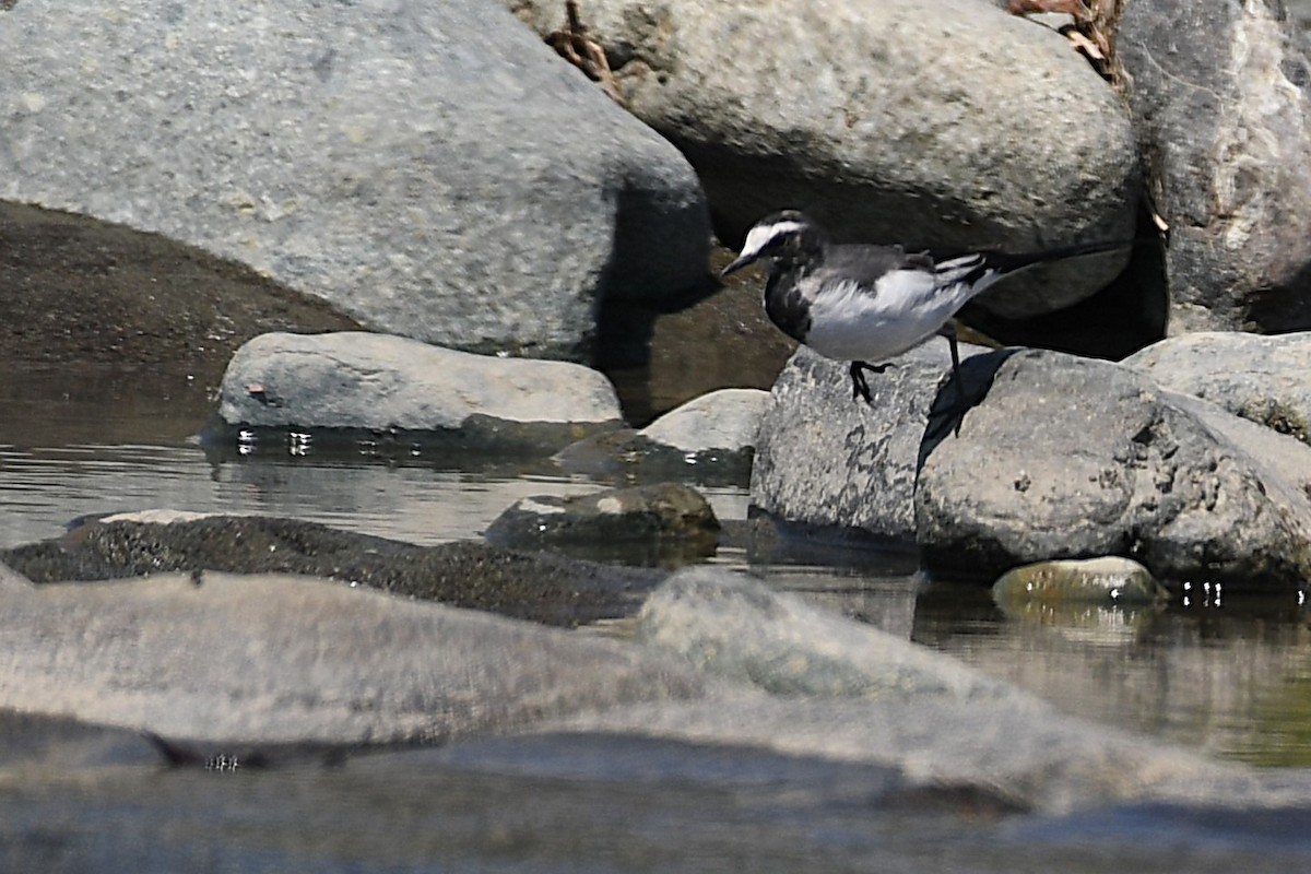 日本鶺鴒 - ML644141969
