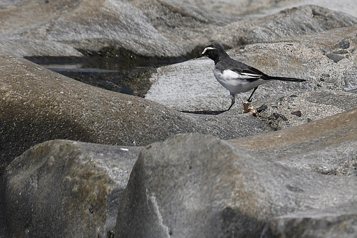日本鶺鴒 - ML644141970