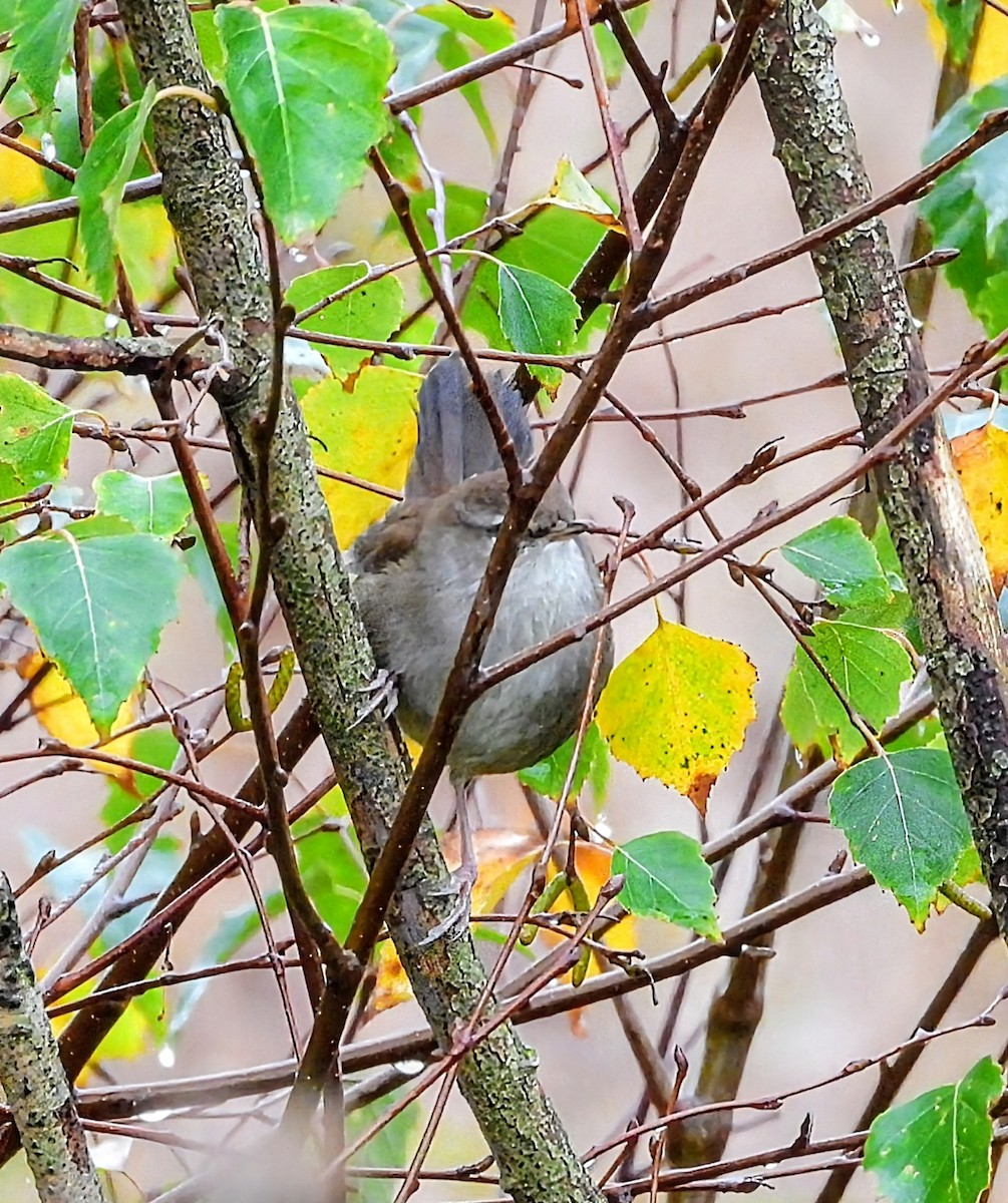 Errekatxindorra - ML644142011