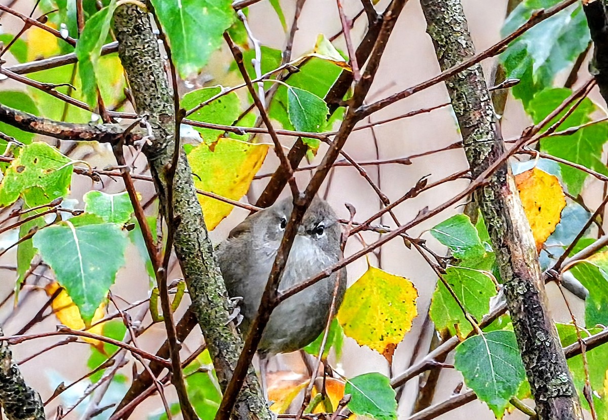 Errekatxindorra - ML644142012