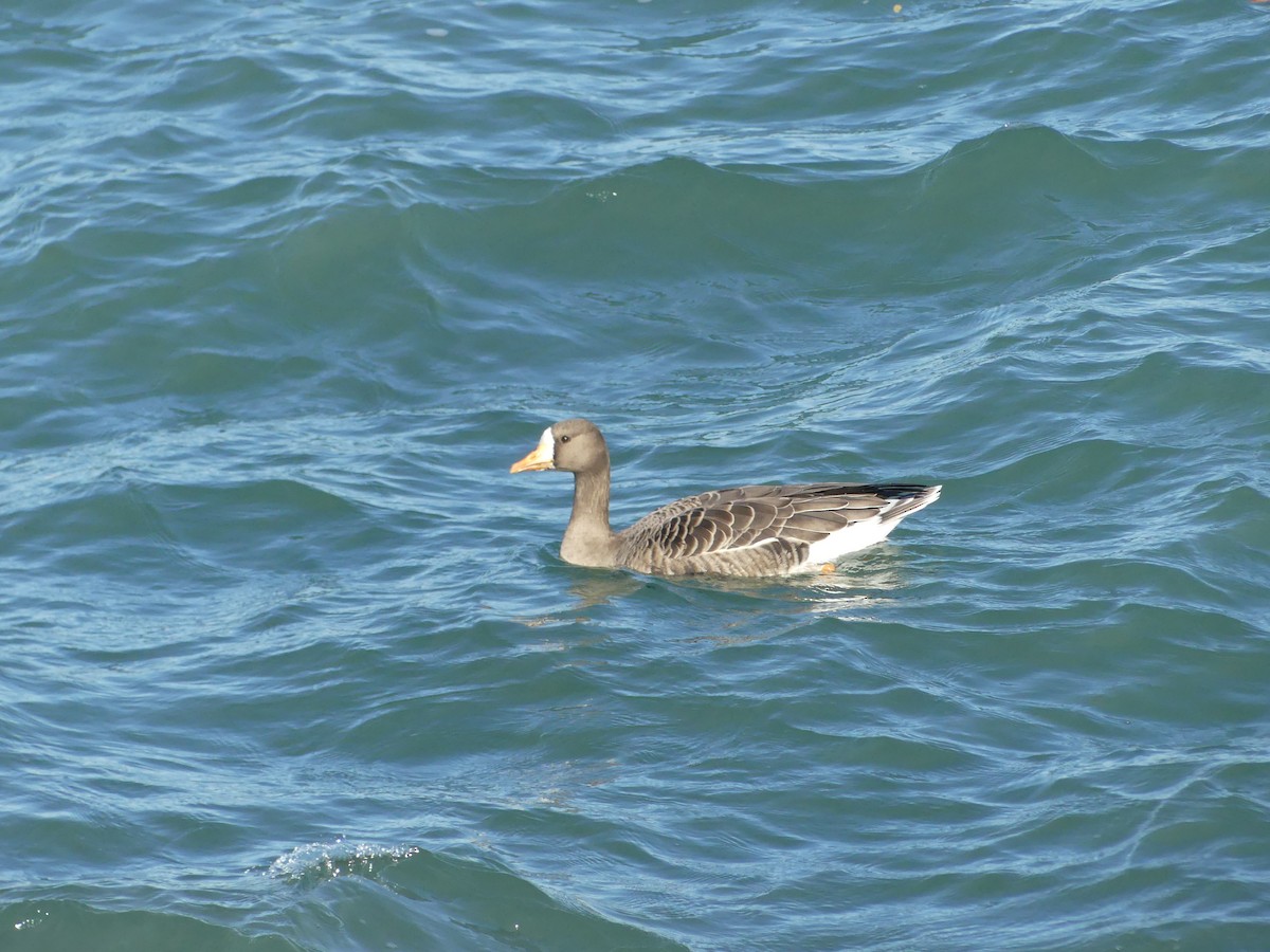 Greater White-fronted Goose - ML644142019