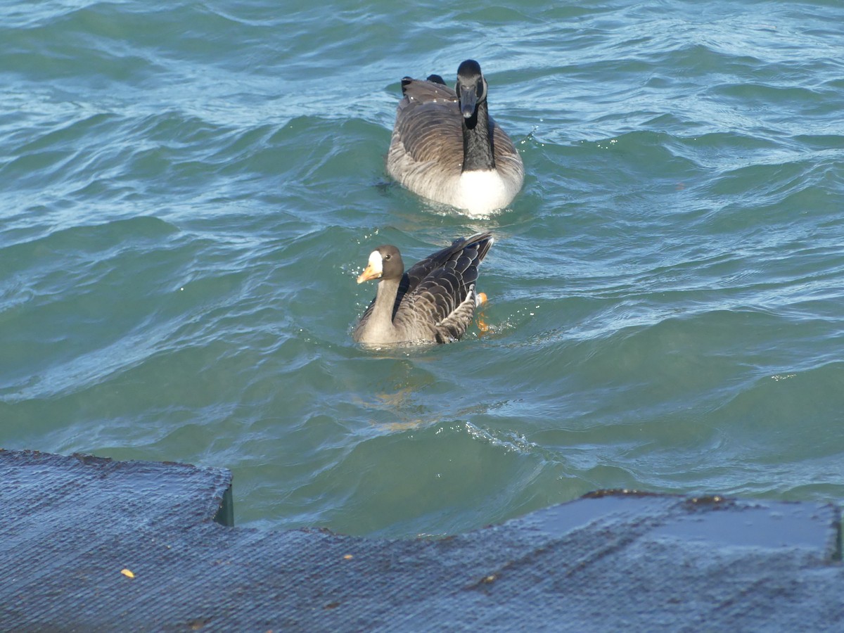 Greater White-fronted Goose - ML644142020