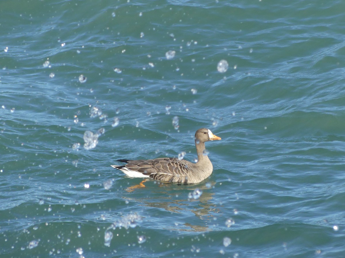 Greater White-fronted Goose - ML644142021