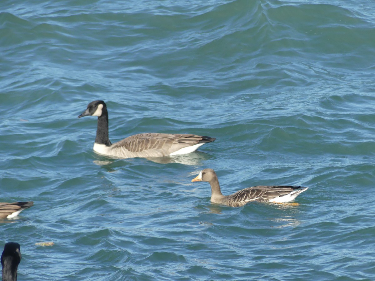 Greater White-fronted Goose - ML644142022