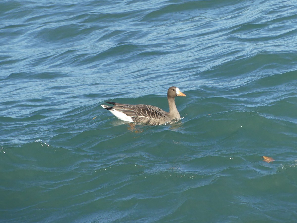 Greater White-fronted Goose - ML644142023