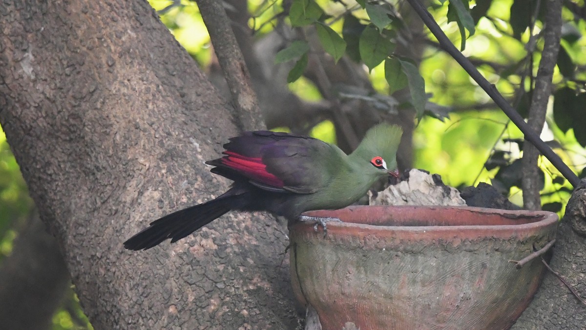 Guinea Turaco (Buffon's) - ML644142029