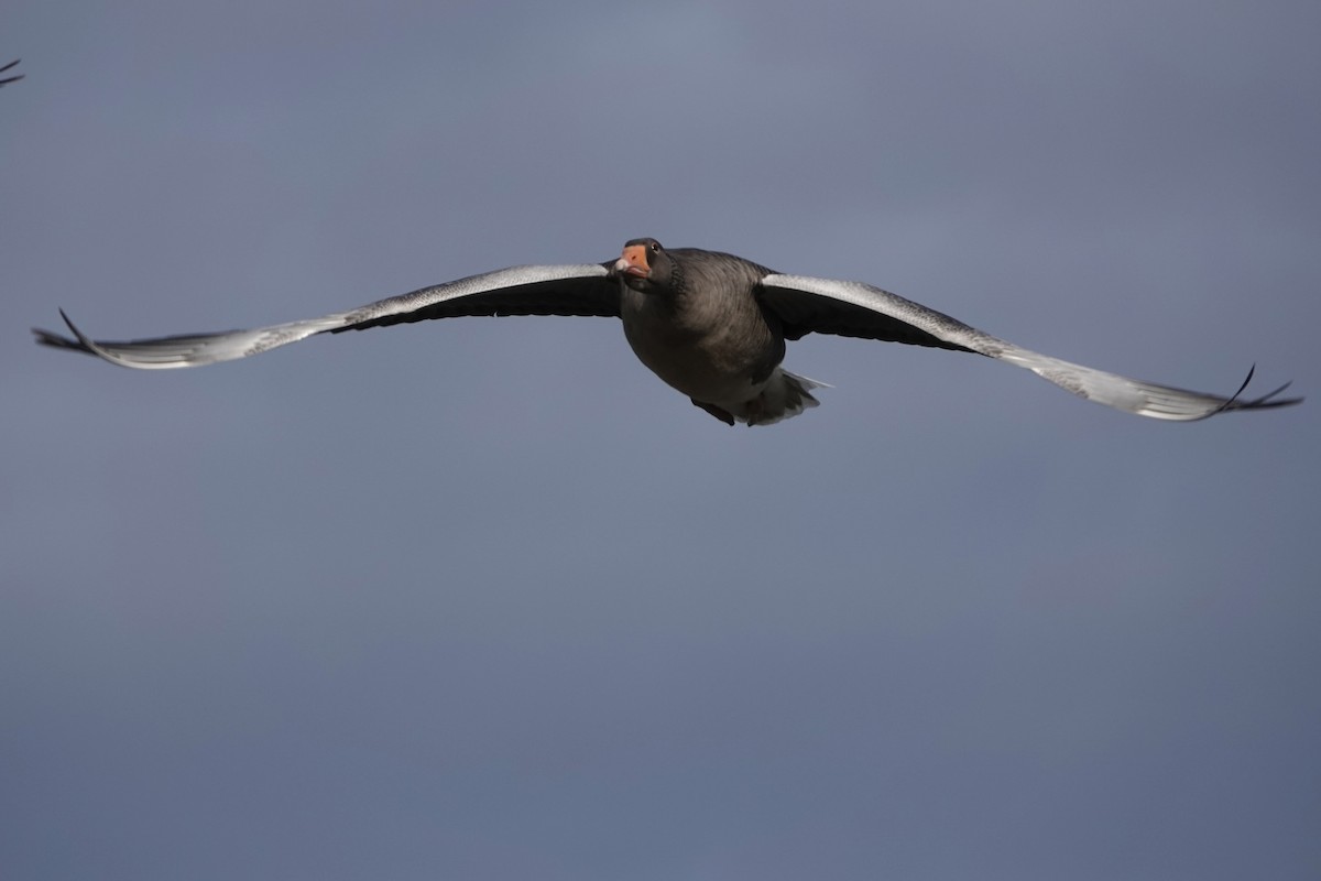 Graylag Goose - ML644142043