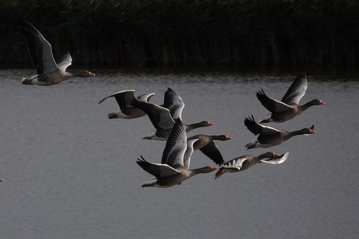 Graylag Goose - ML644142044