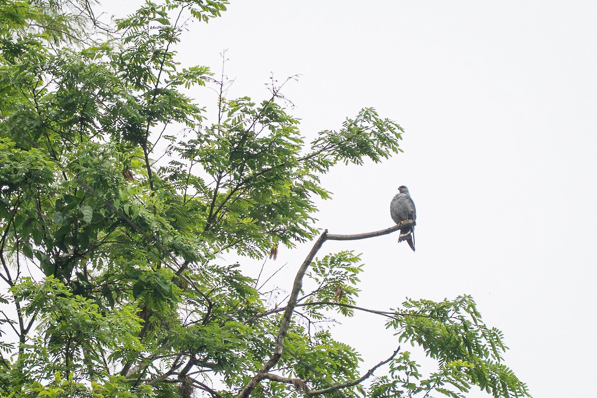 Plumbeous Kite - ML644142048